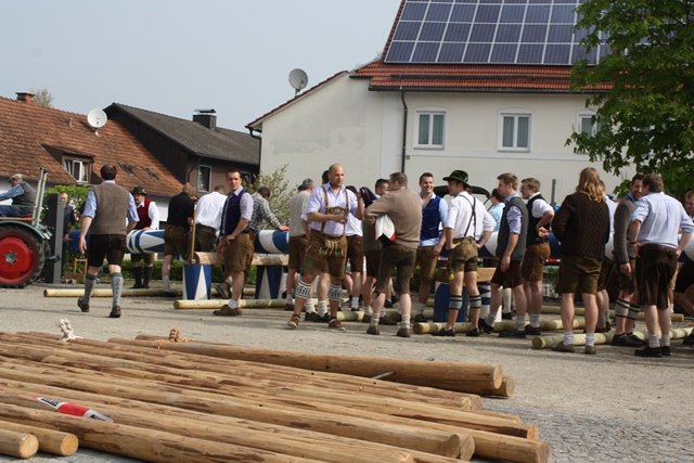 Maibaum 2013